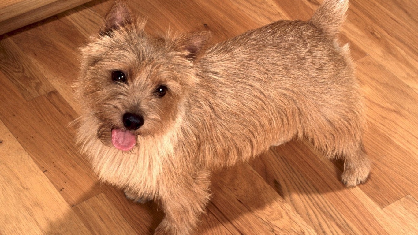 Happy To See You Norwich Terrier