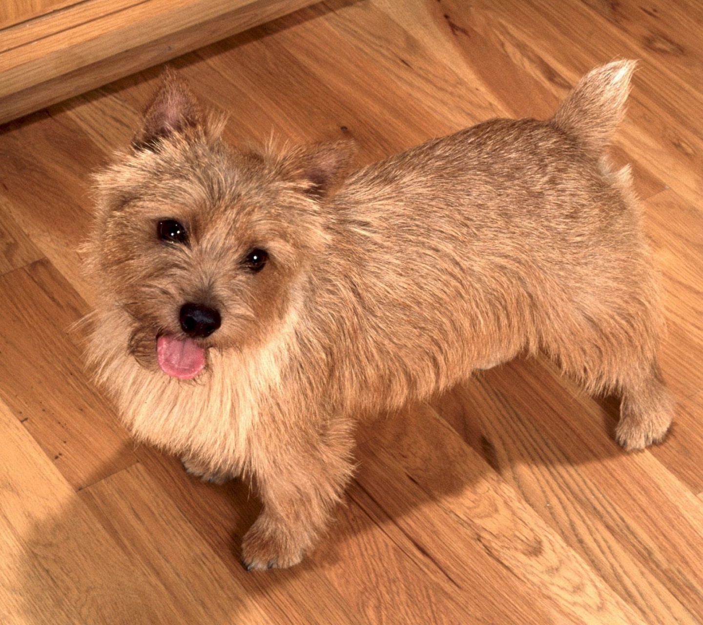 Happy To See You Norwich Terrier