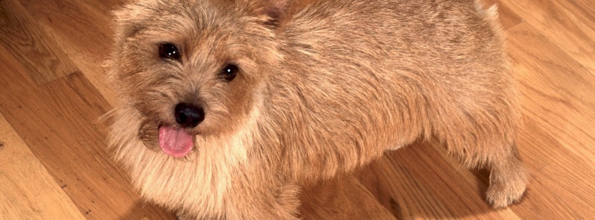 Happy To See You Norwich Terrier