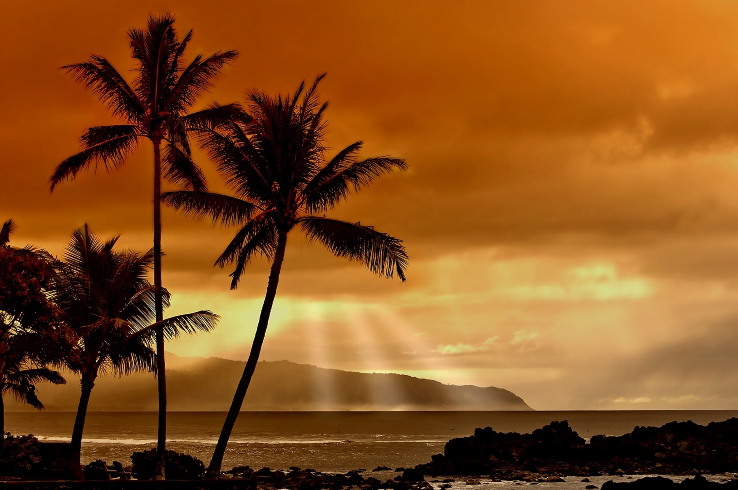 Hawaiian Sunset And Palm Trees