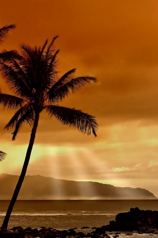 Hawaiian Sunset And Palm Trees