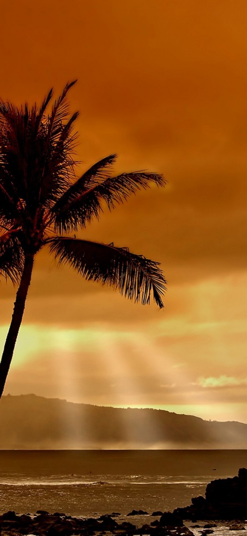 Hawaiian Sunset And Palm Trees