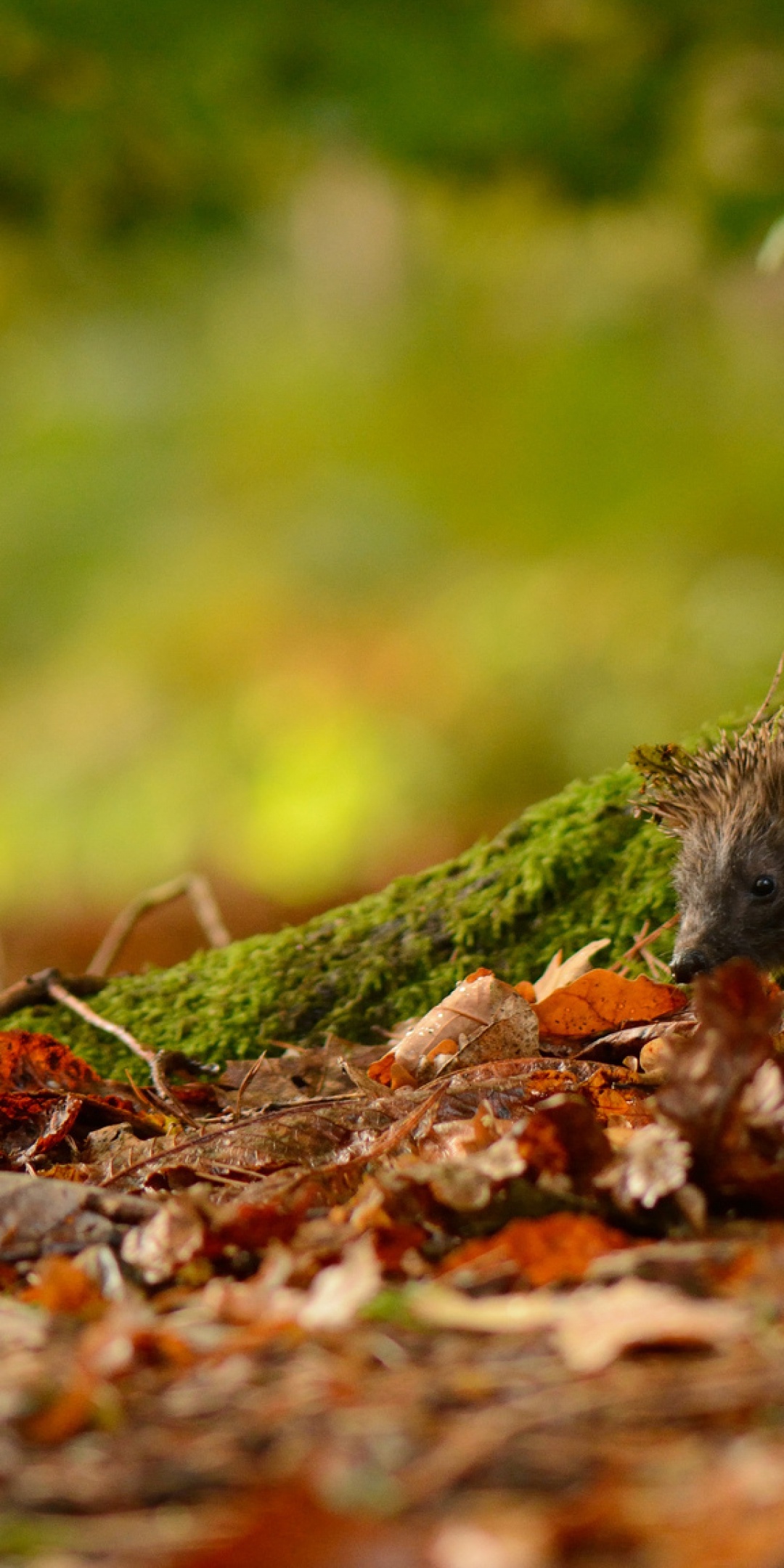 Hedgehog And Autumn