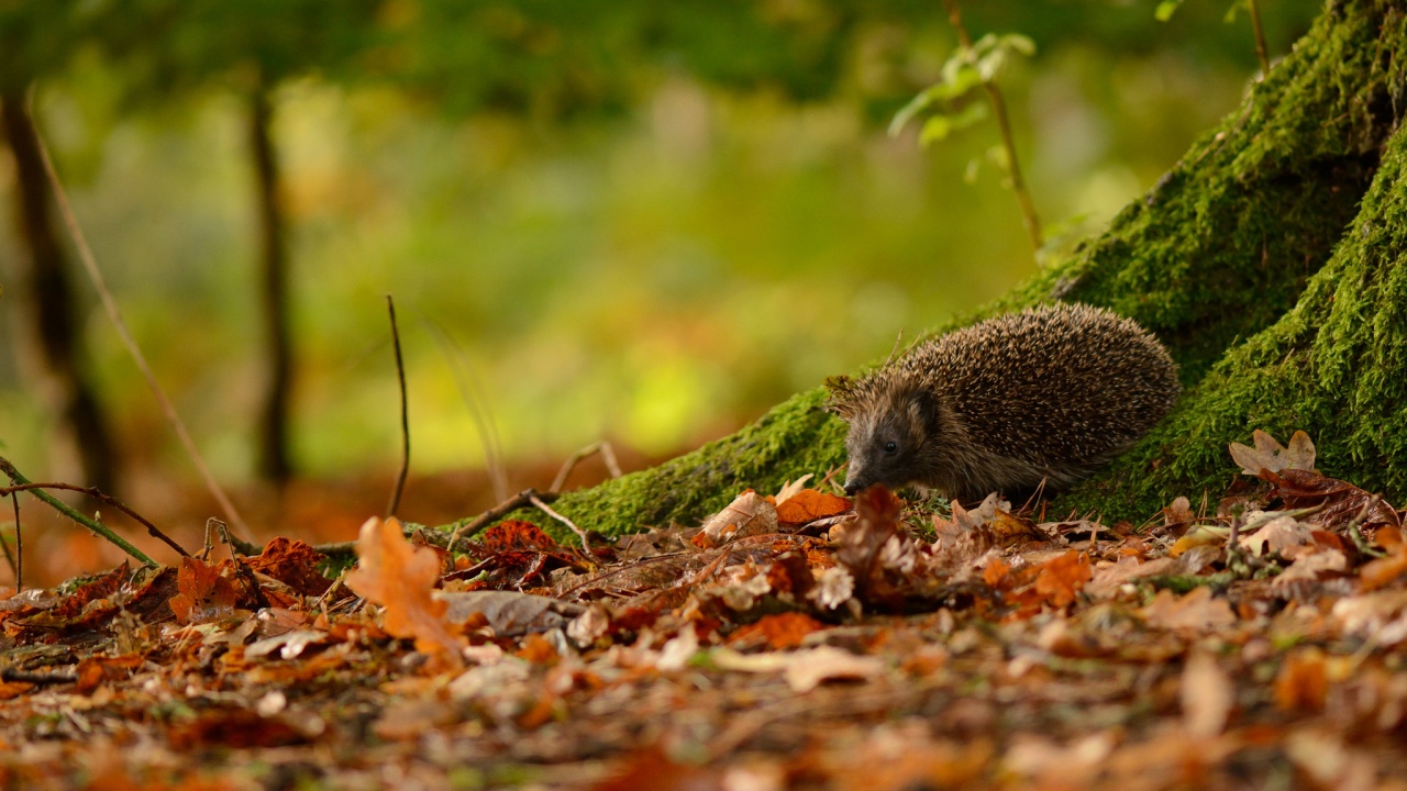 Hedgehog And Autumn