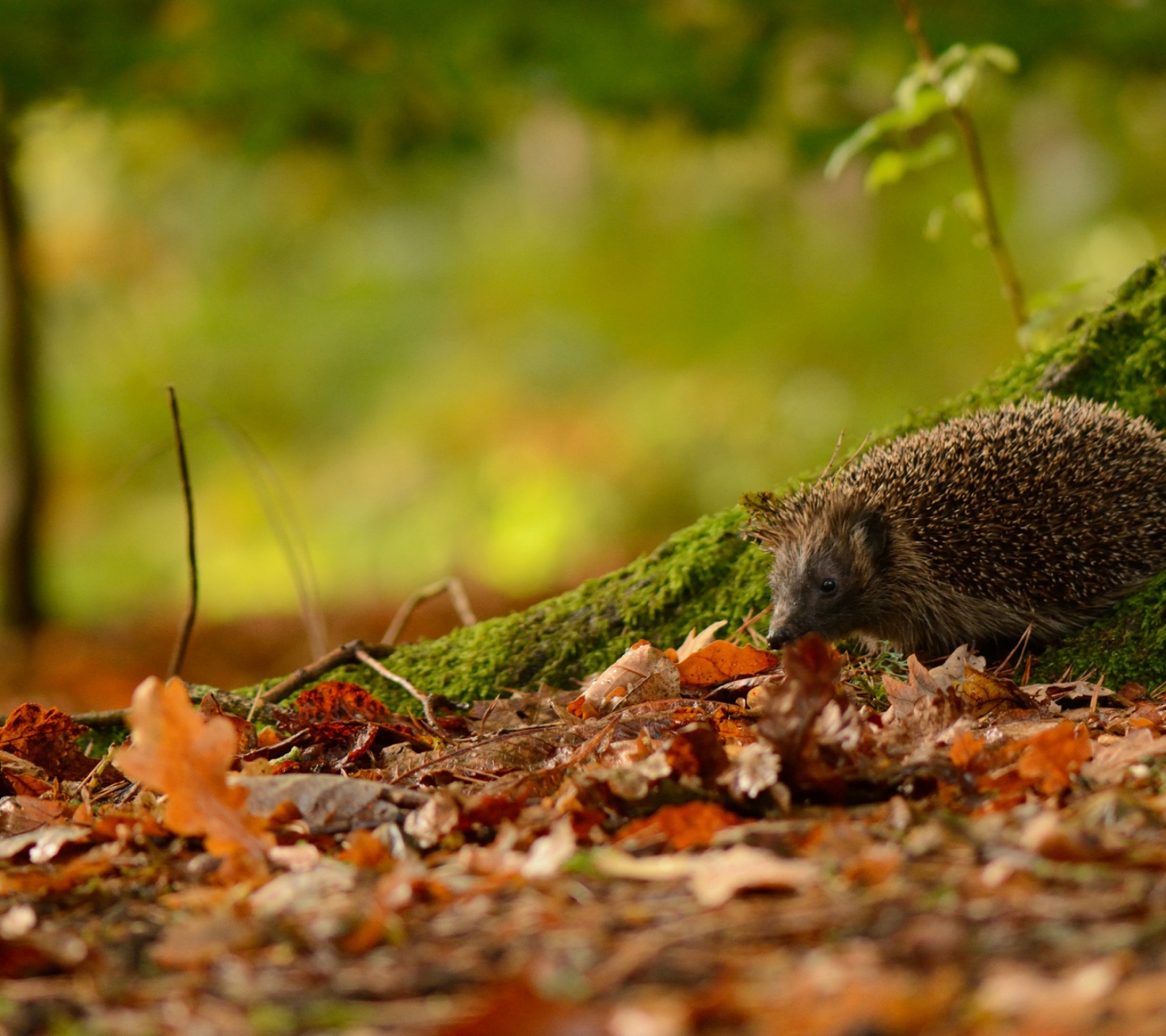 Hedgehog And Autumn