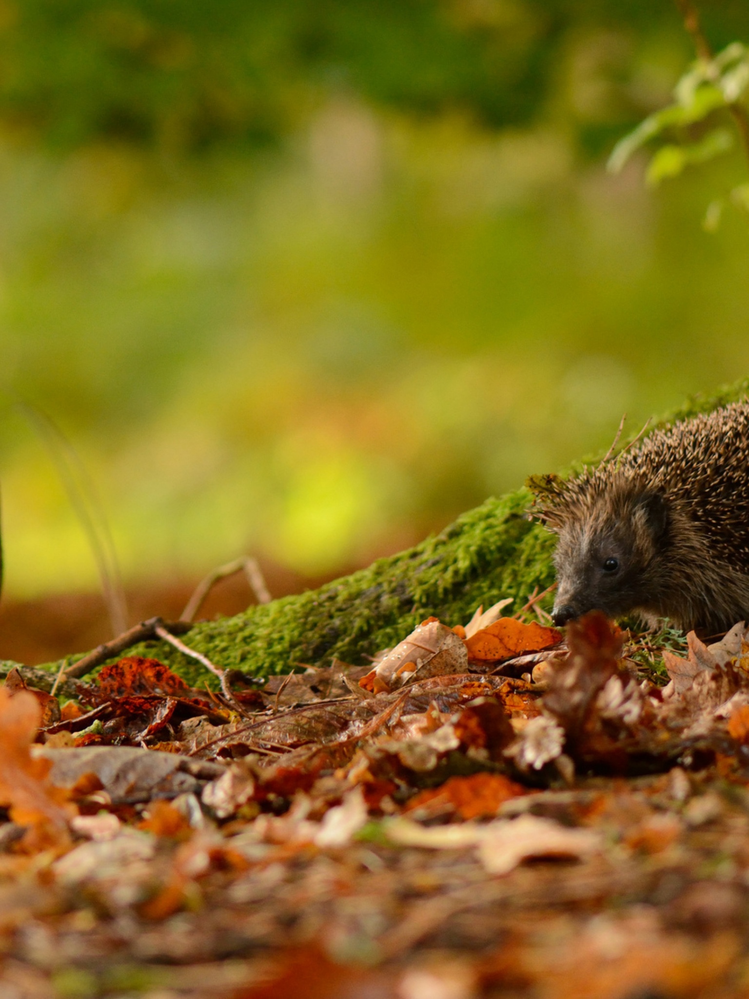 Hedgehog And Autumn