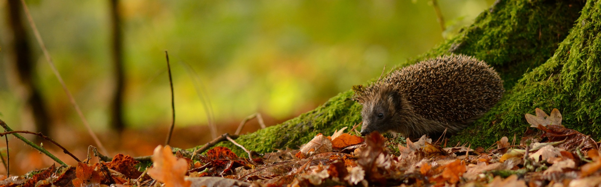 Hedgehog And Autumn