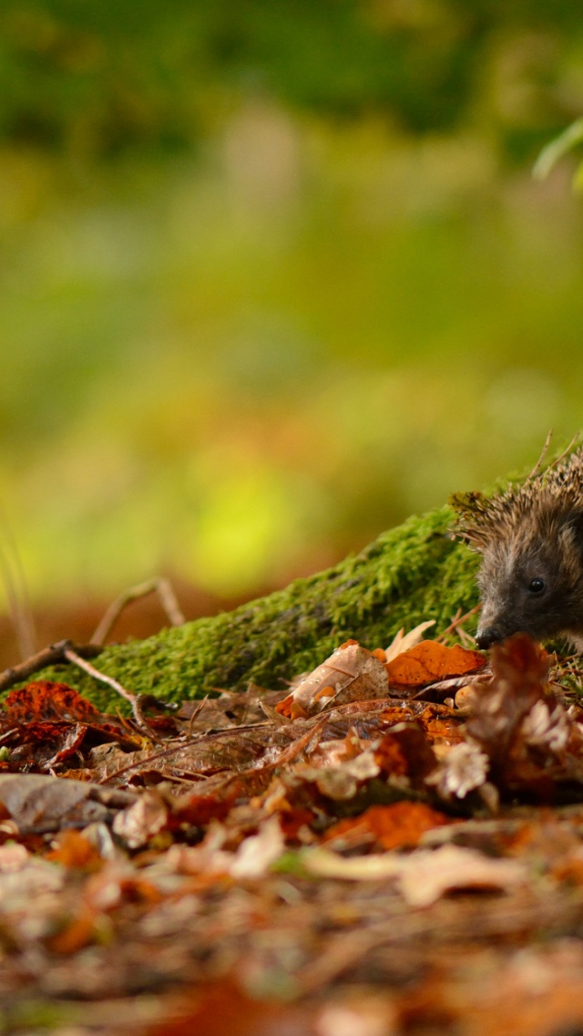 Hedgehog And Autumn