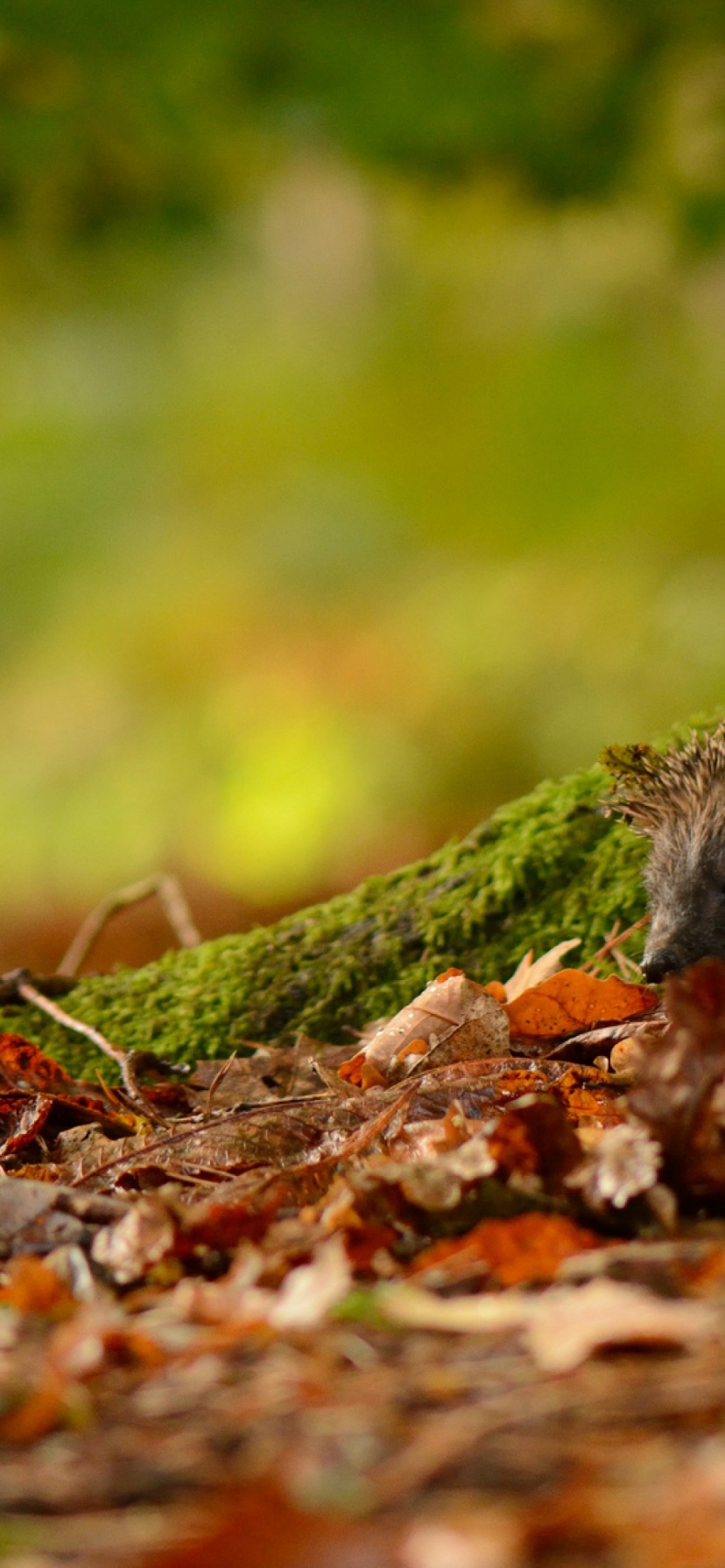 Hedgehog And Autumn