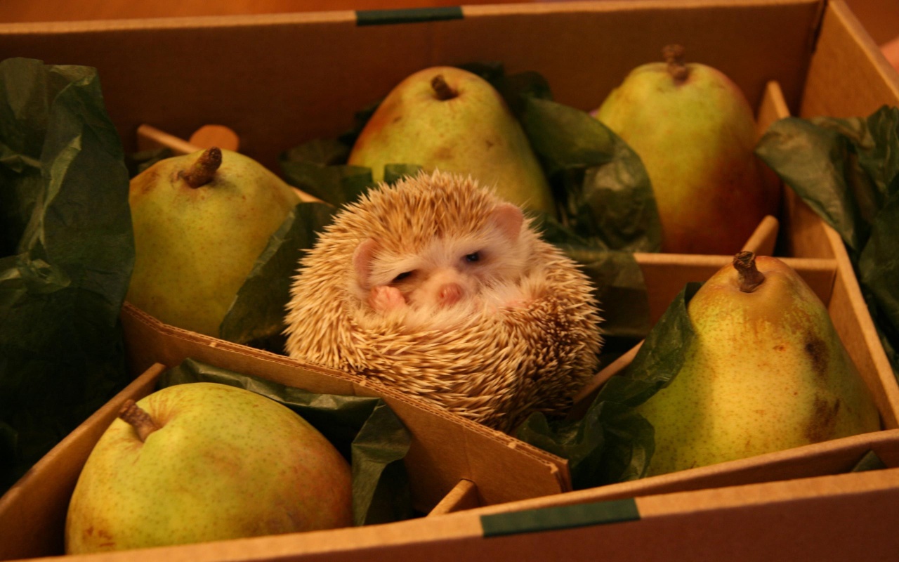 Hedgehog And Pears