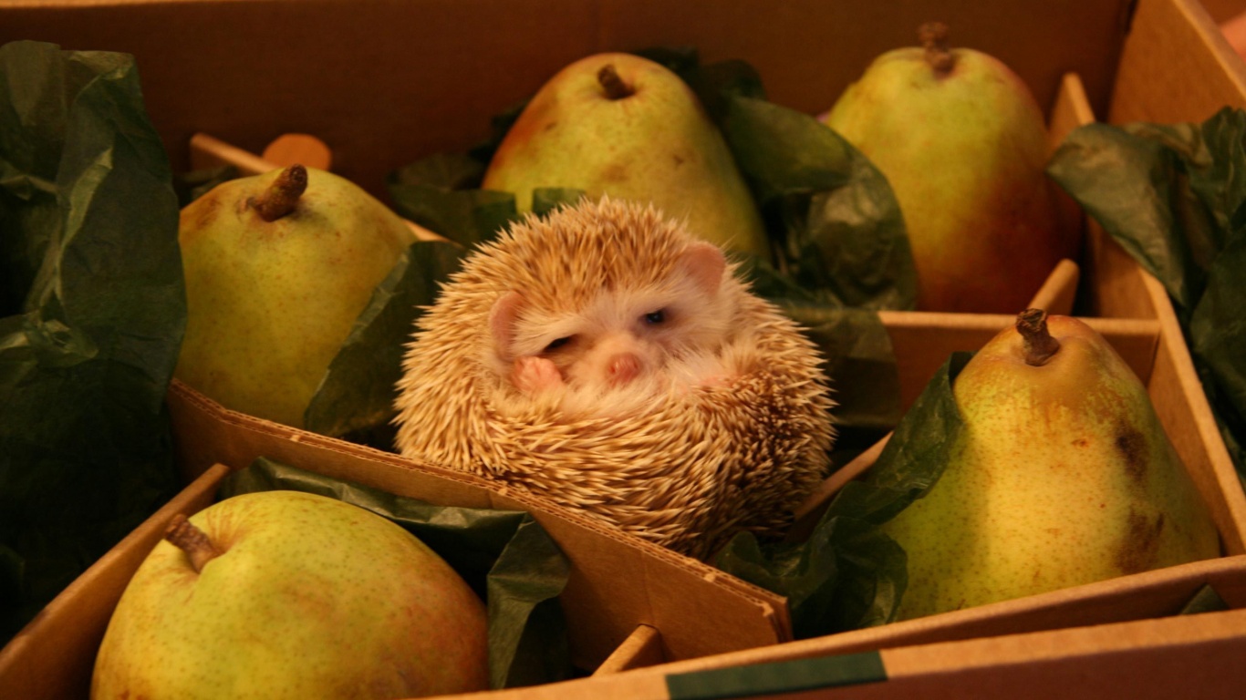 Hedgehog And Pears