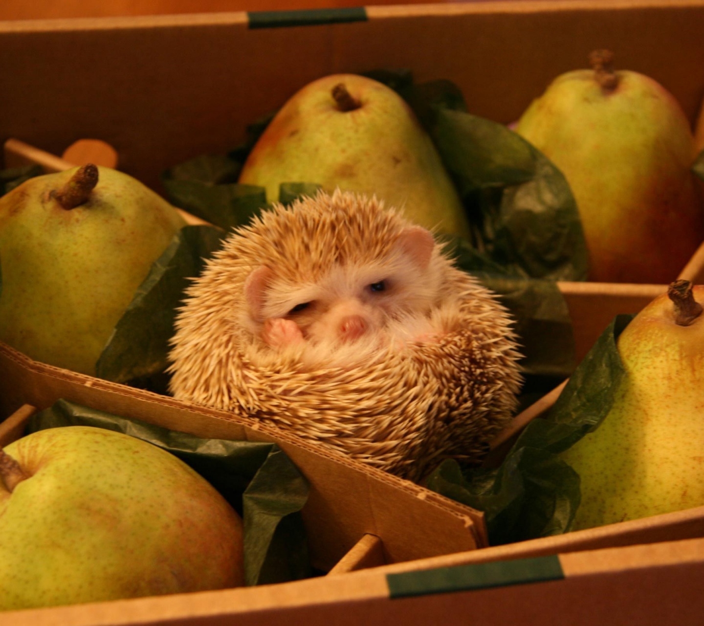 Hedgehog And Pears