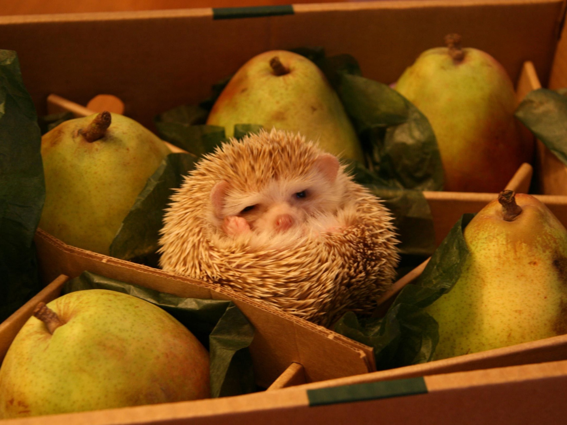 Hedgehog And Pears