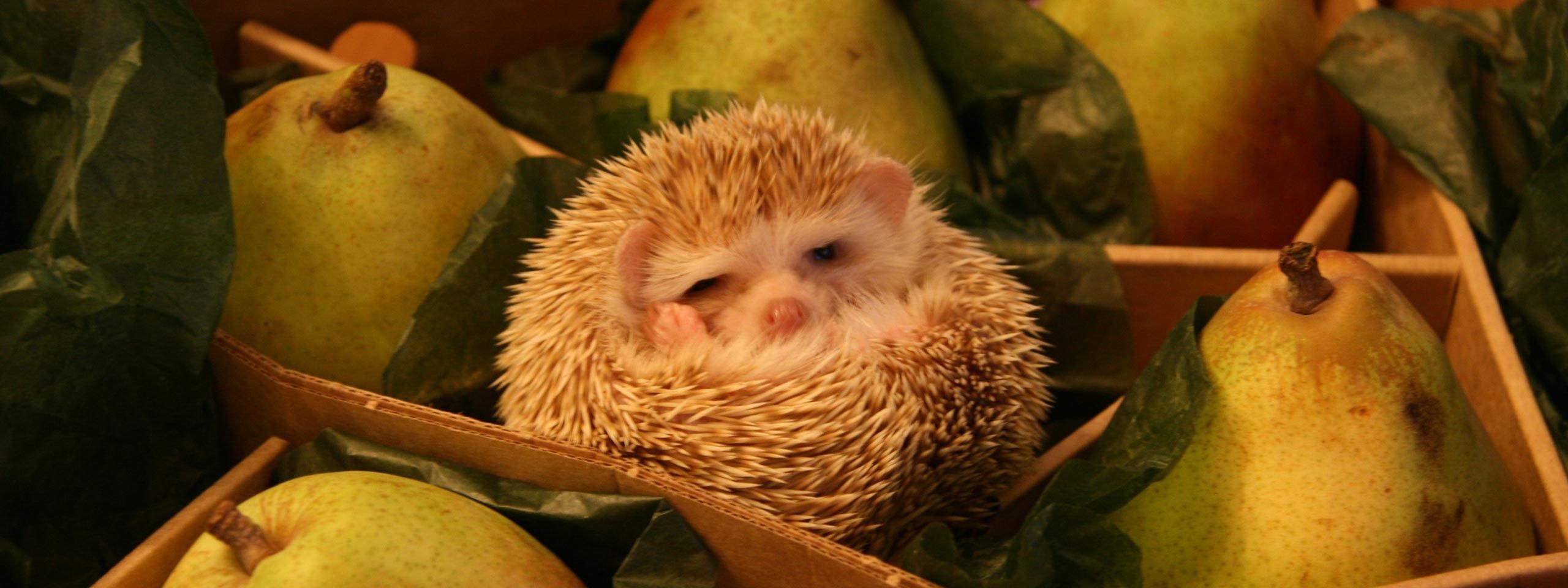 Hedgehog And Pears