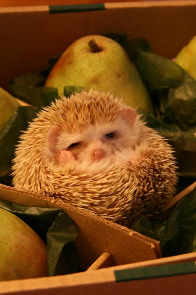 Hedgehog And Pears