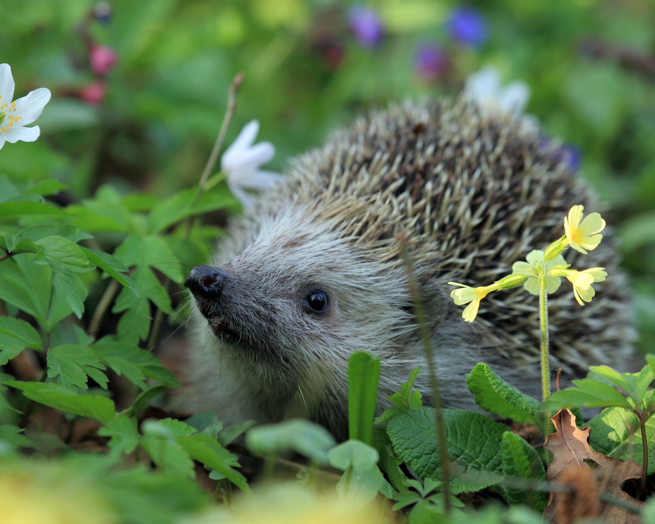 Hedgehog Spring Animal