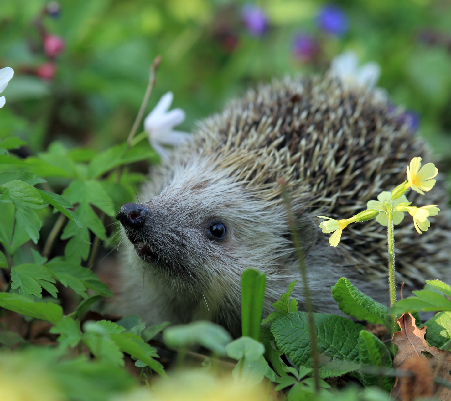 Hedgehog Spring Animal