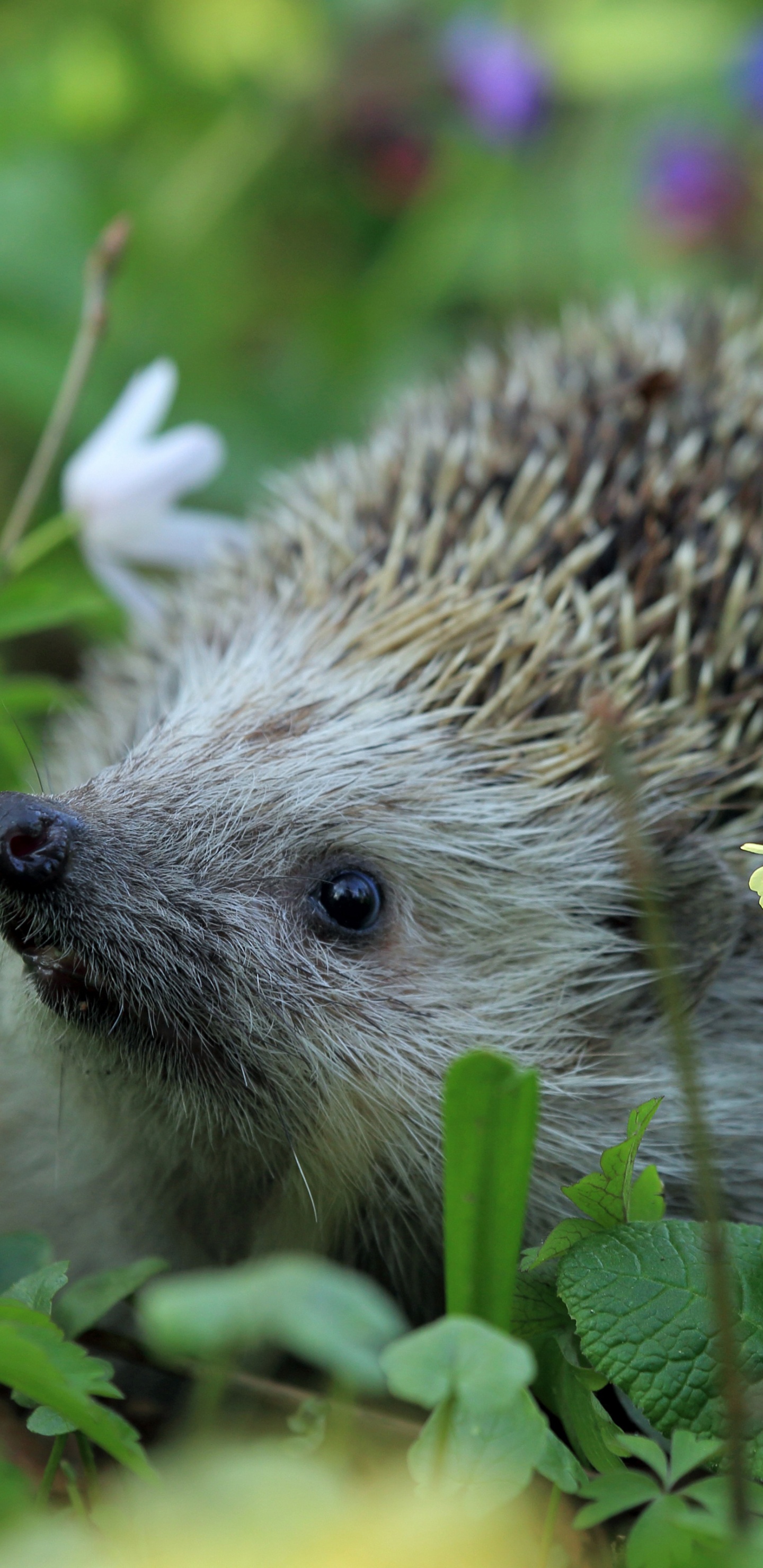 Hedgehog Spring Animal