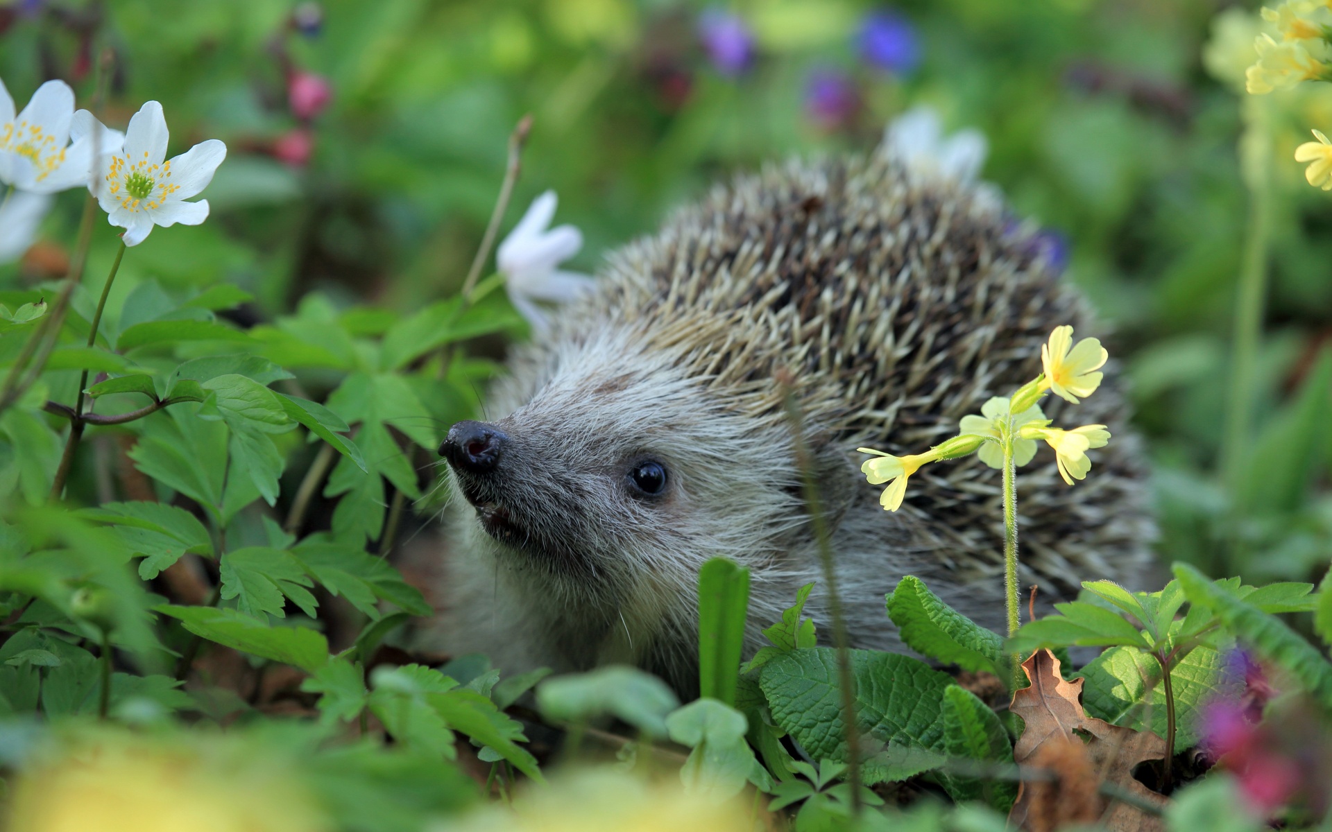 Hedgehog Spring Animal