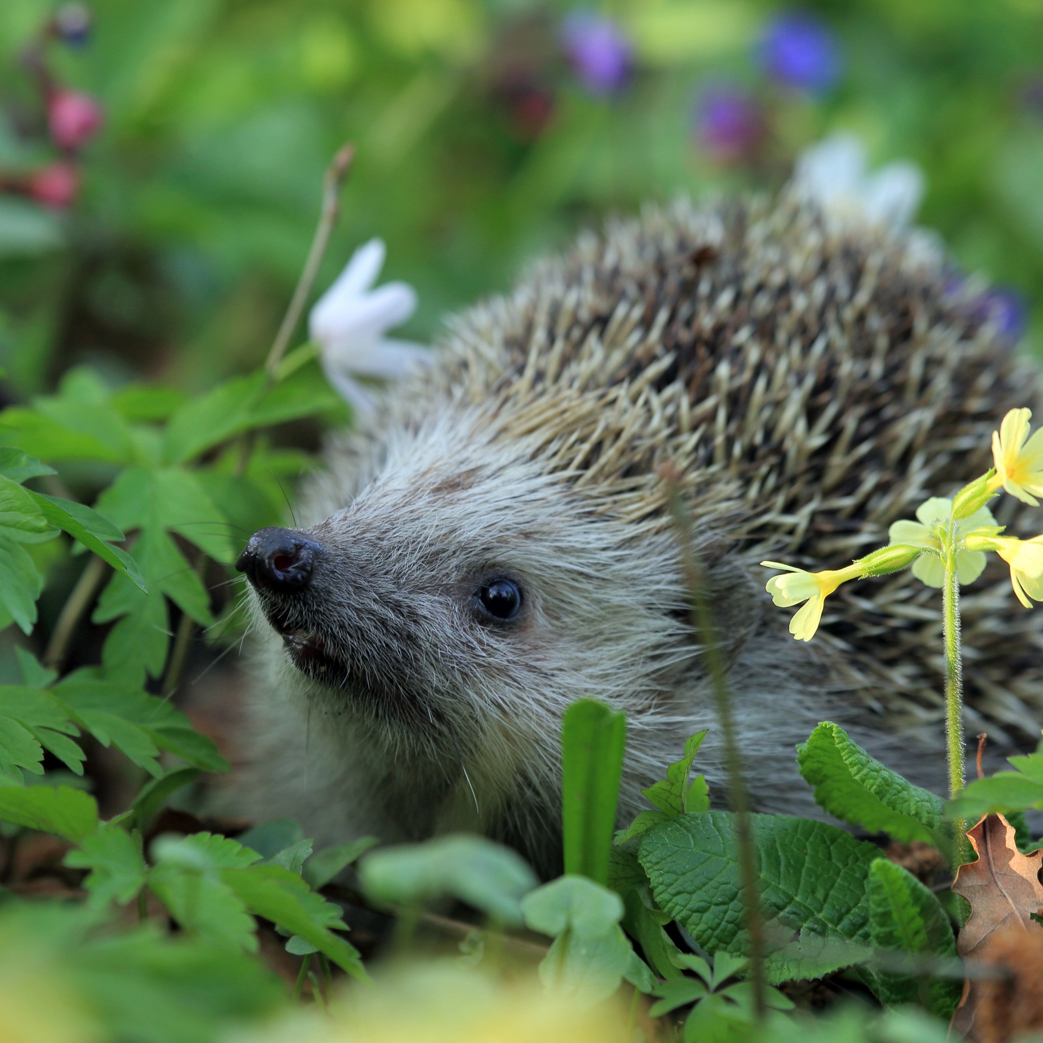 Hedgehog Spring Animal