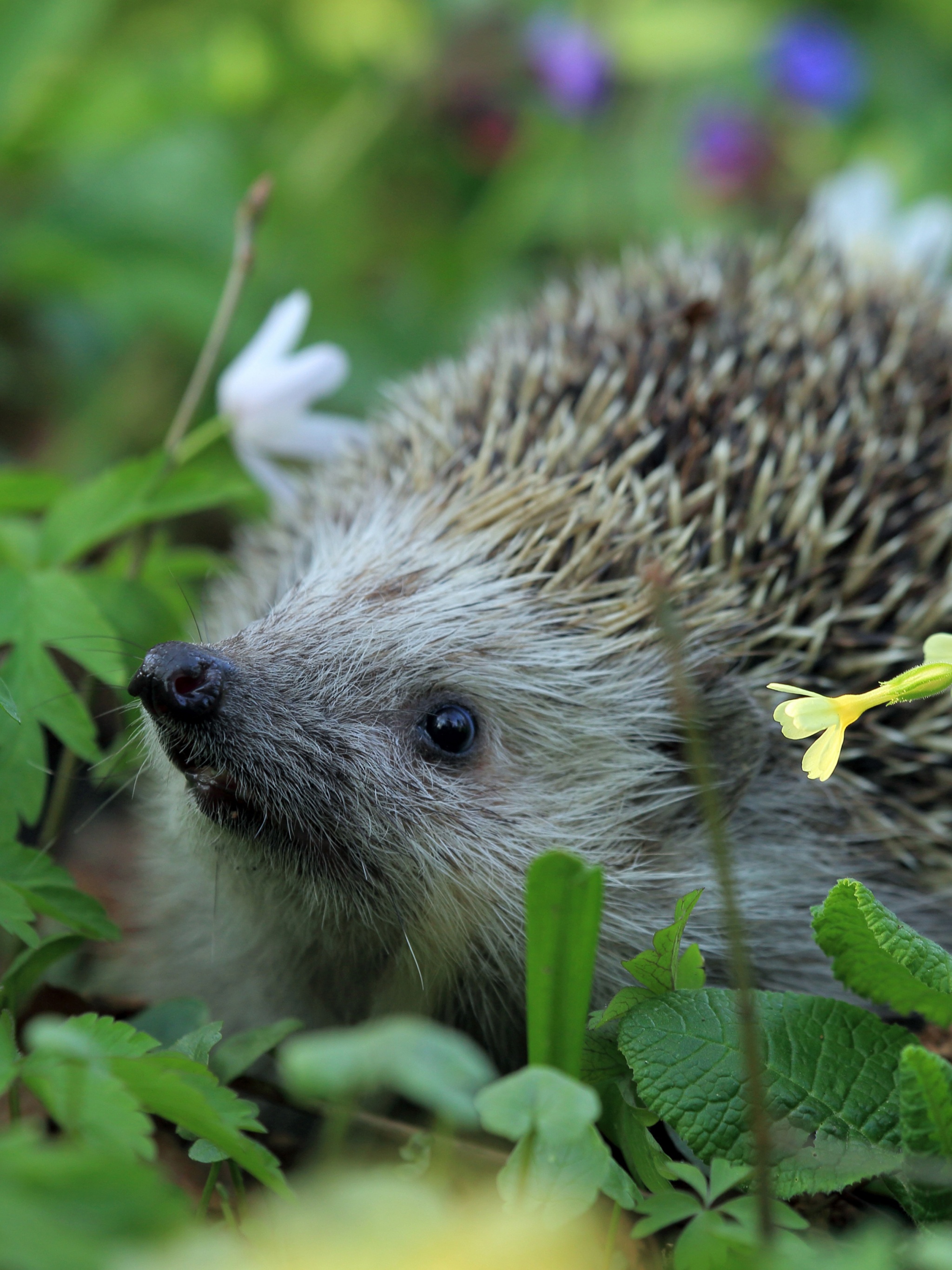 Hedgehog Spring Animal