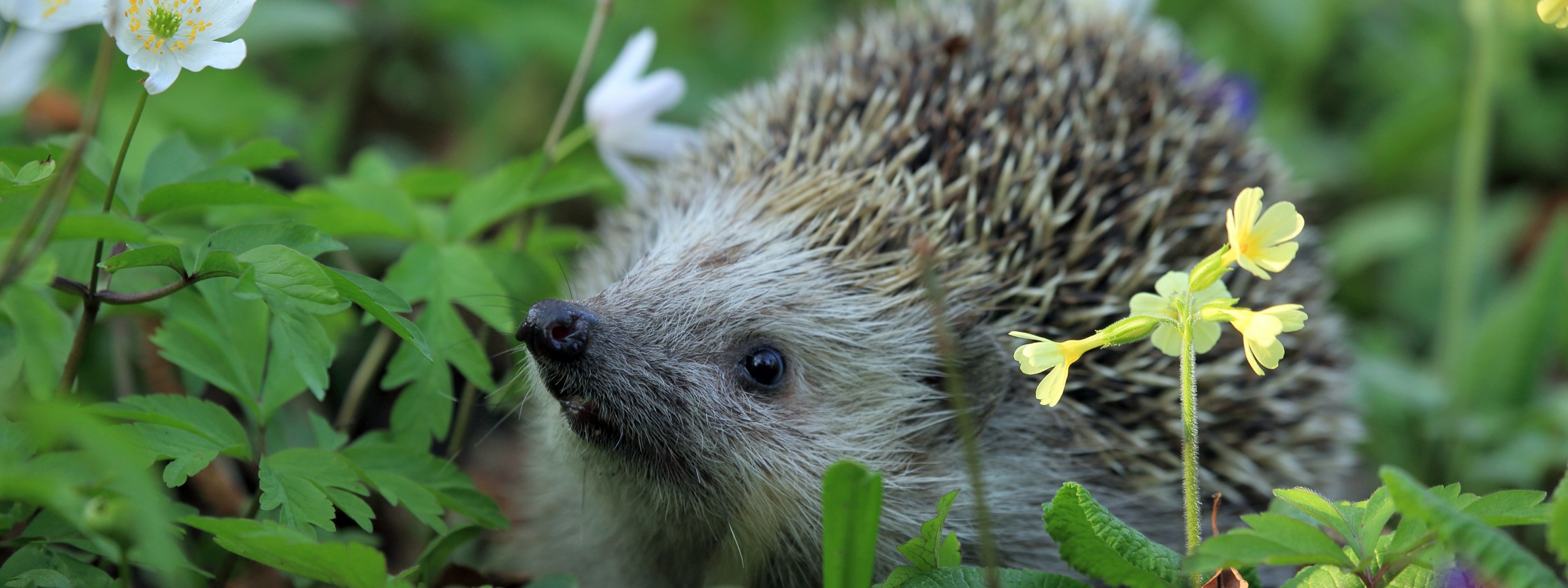 Hedgehog Spring Animal