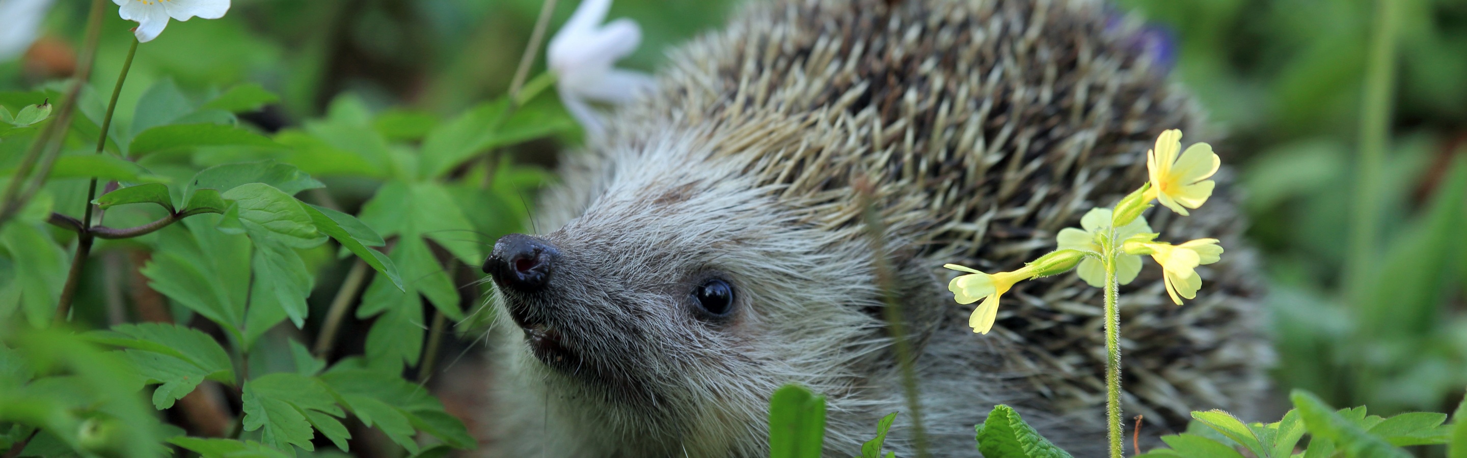 Hedgehog Spring Animal