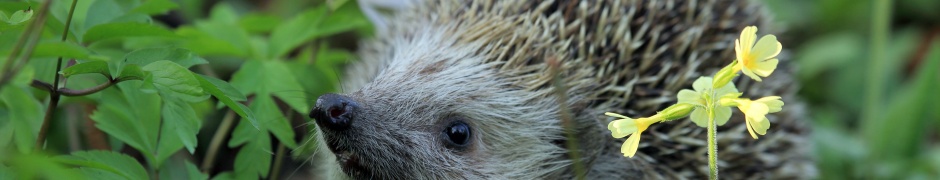 Hedgehog Spring Animal