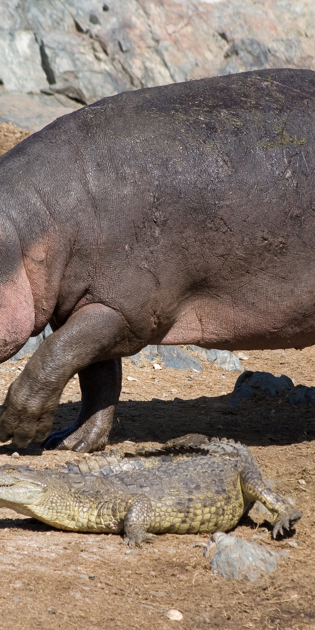 Hippo And Crocodile