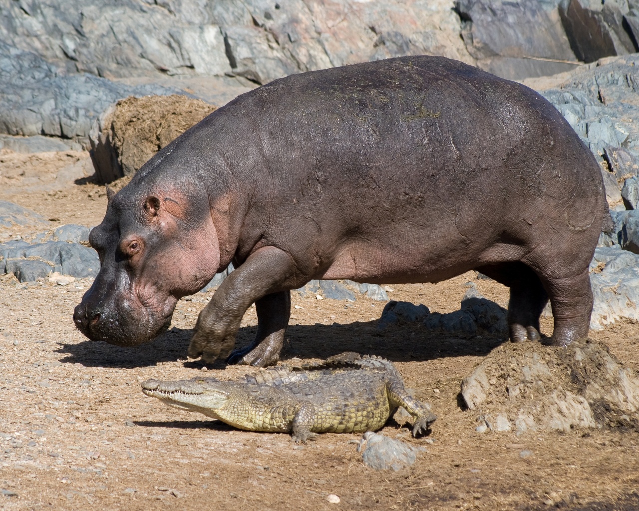 Hippo And Crocodile