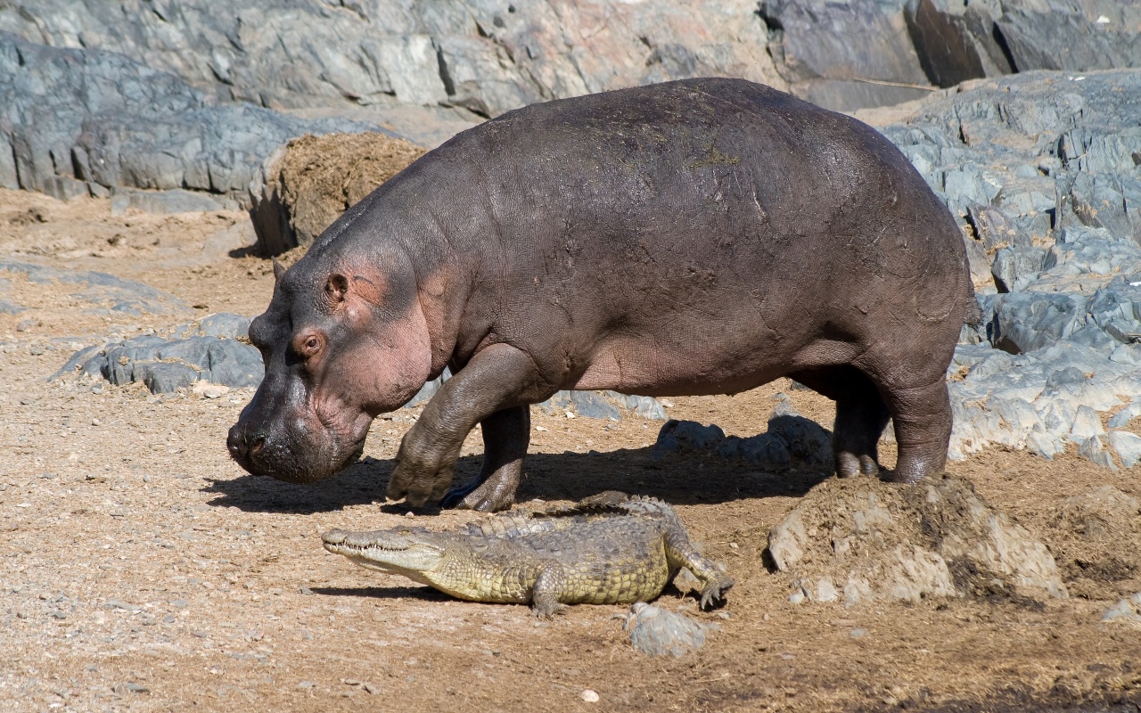 Hippo And Crocodile