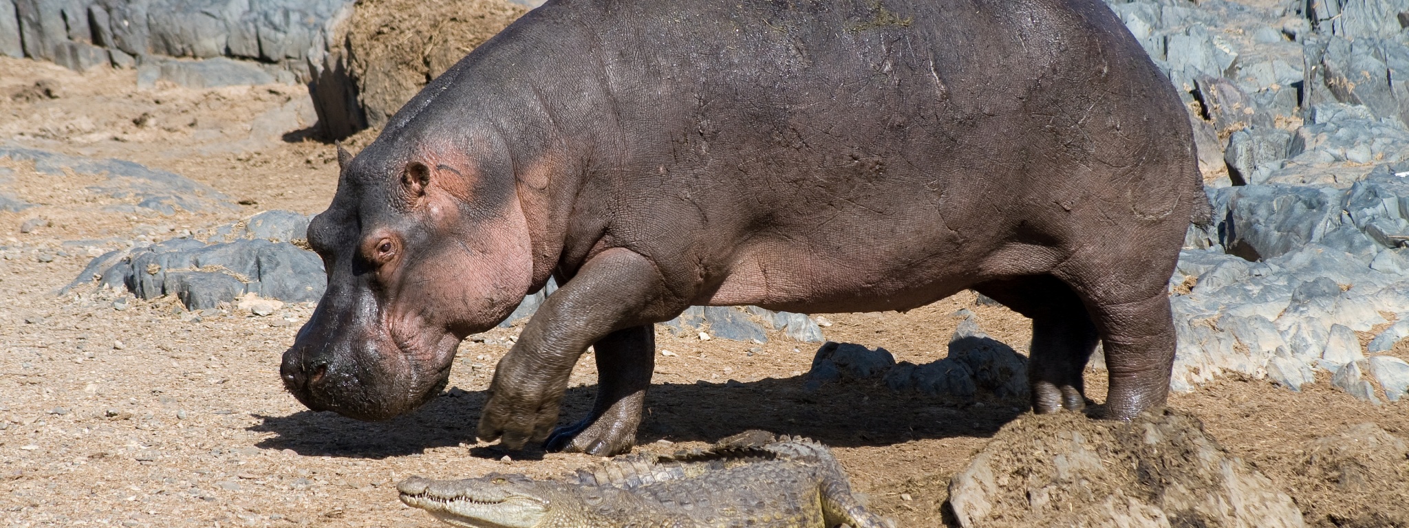 Hippo And Crocodile