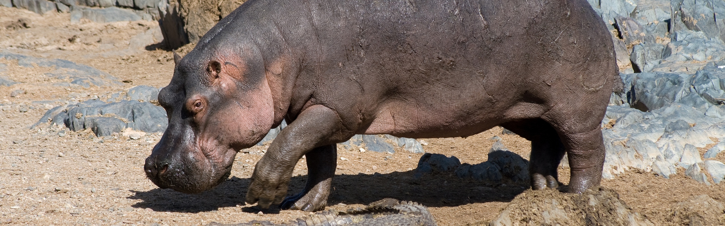 Hippo And Crocodile