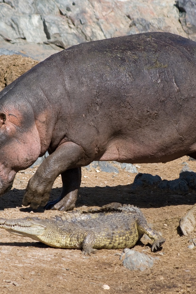 Hippo And Crocodile