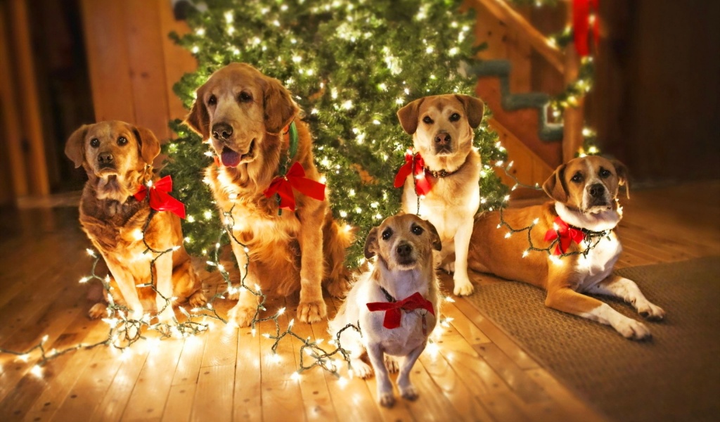 Holidays Christmas Dogs Lights