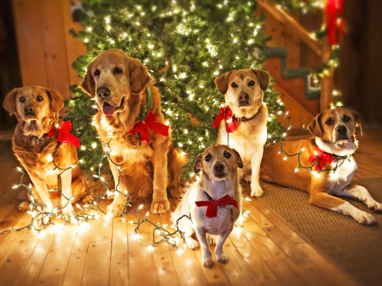 Holidays Christmas Dogs Lights