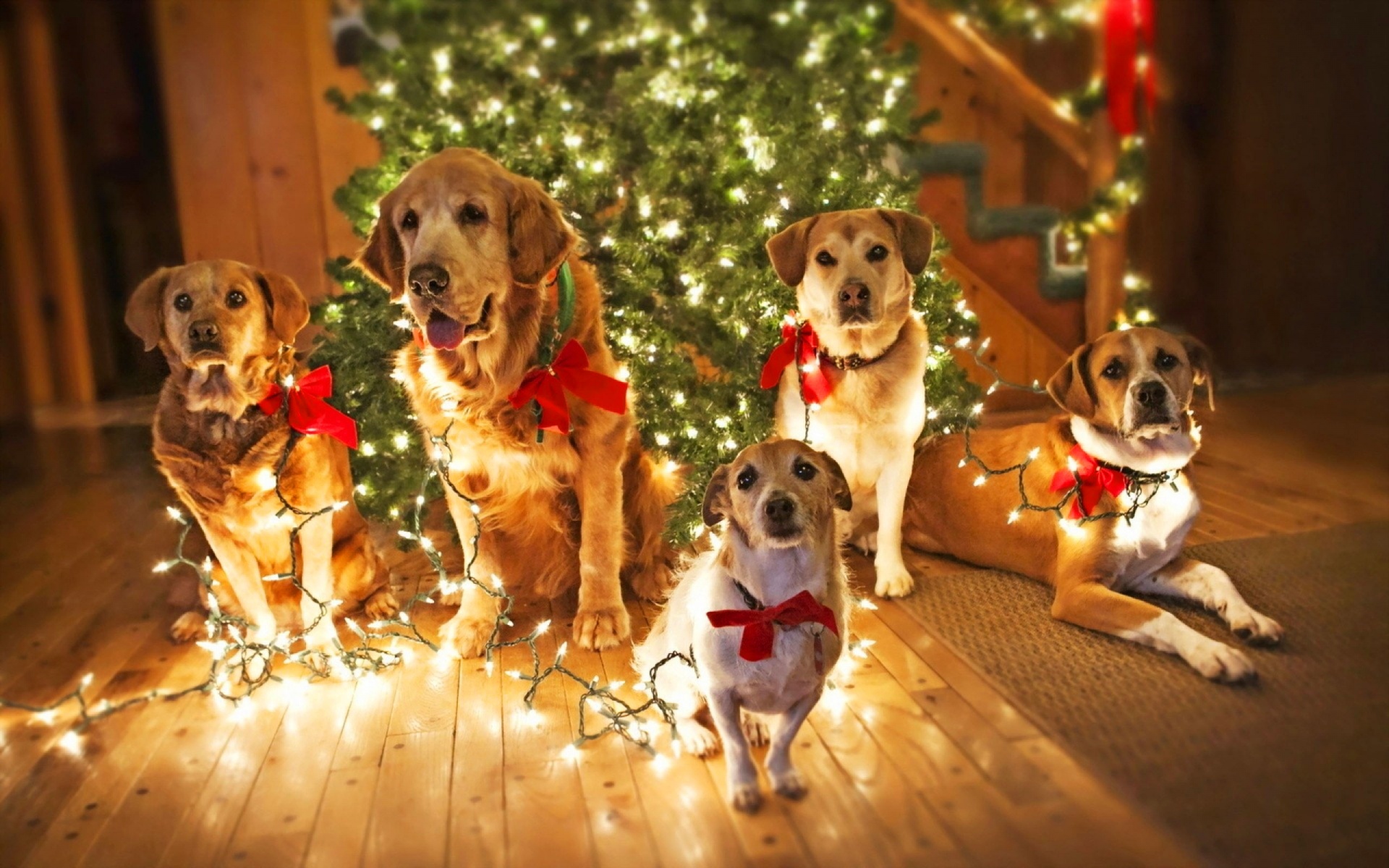 Holidays Christmas Dogs Lights