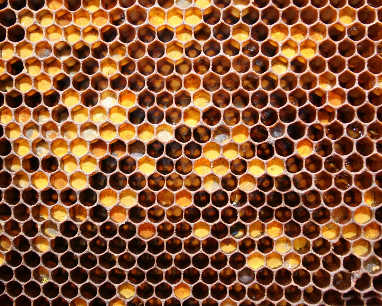 Honeycomb