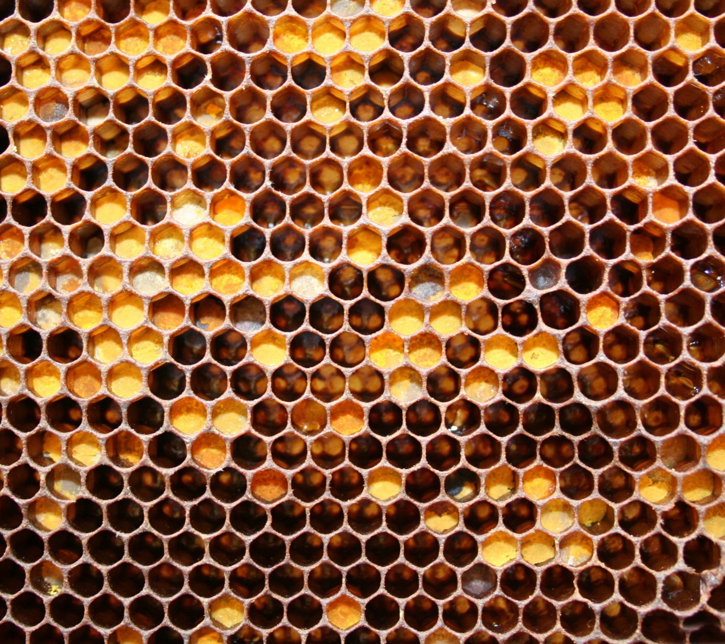 Honeycomb