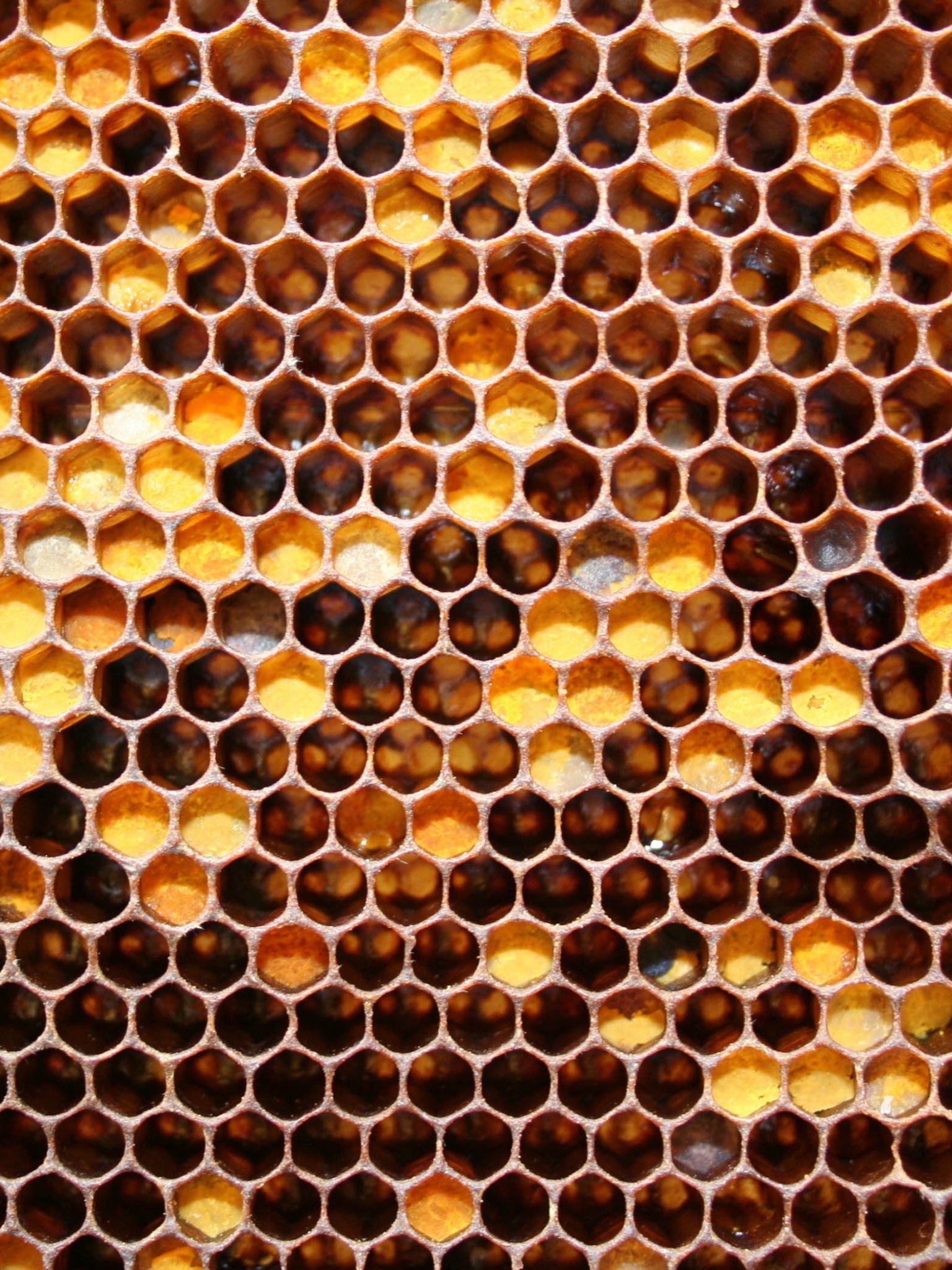 Honeycomb