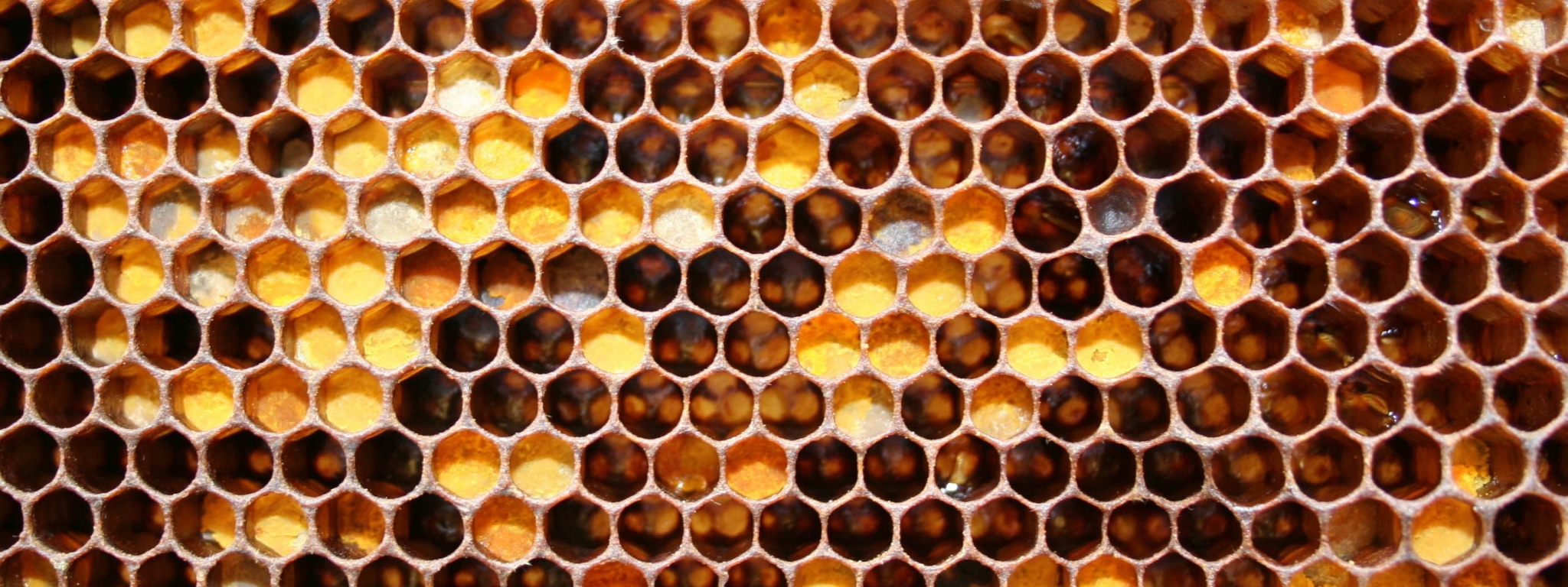 Honeycomb