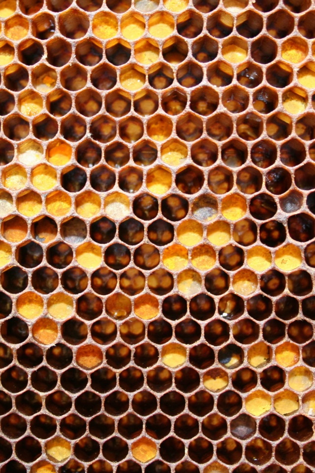 Honeycomb