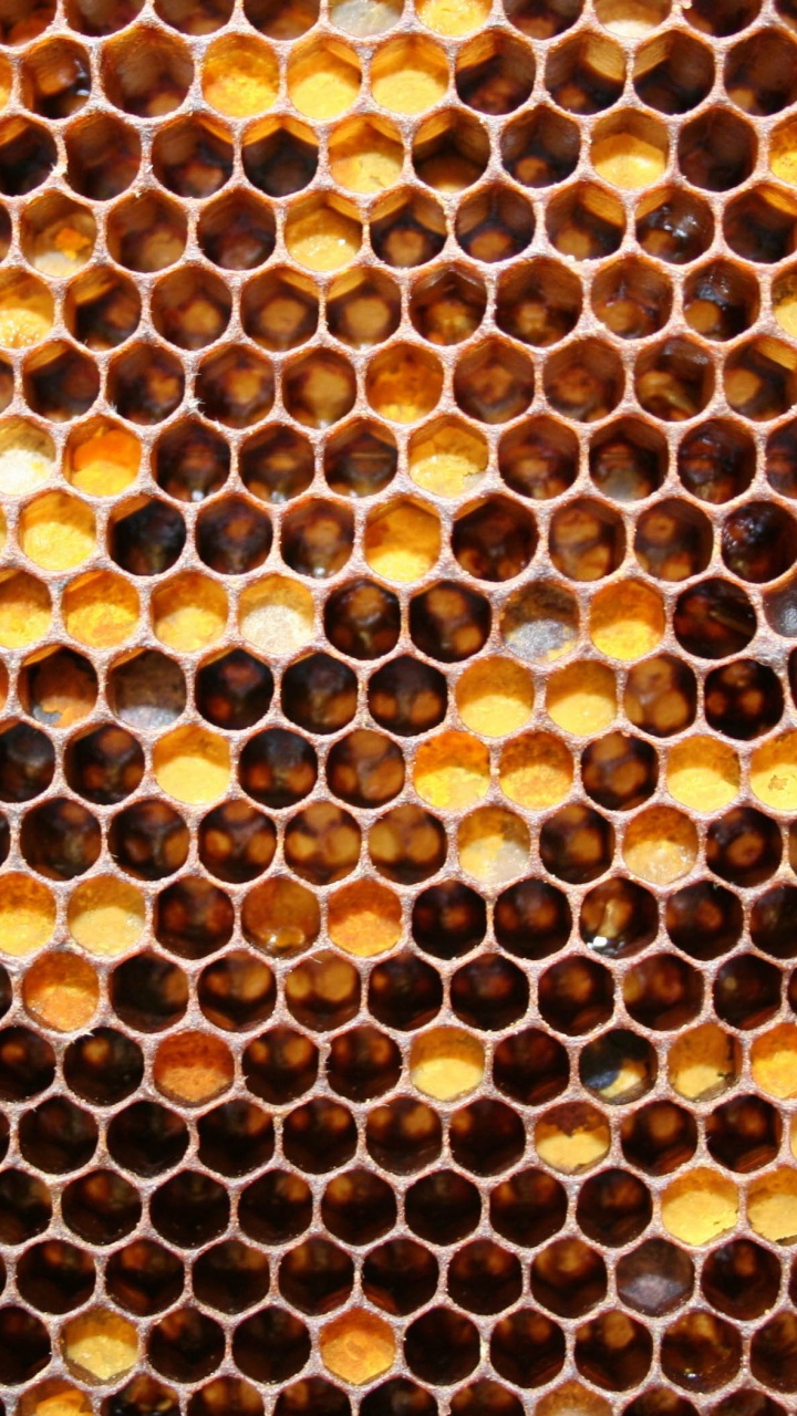 Honeycomb