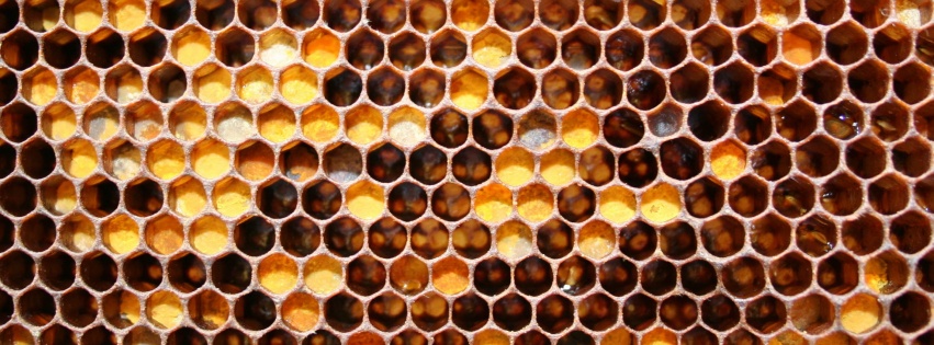 Honeycomb