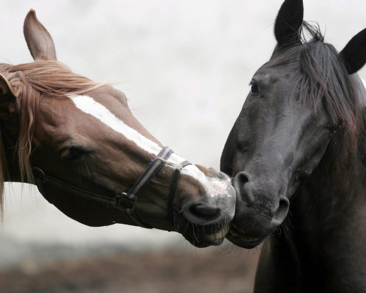 Horse Head Love