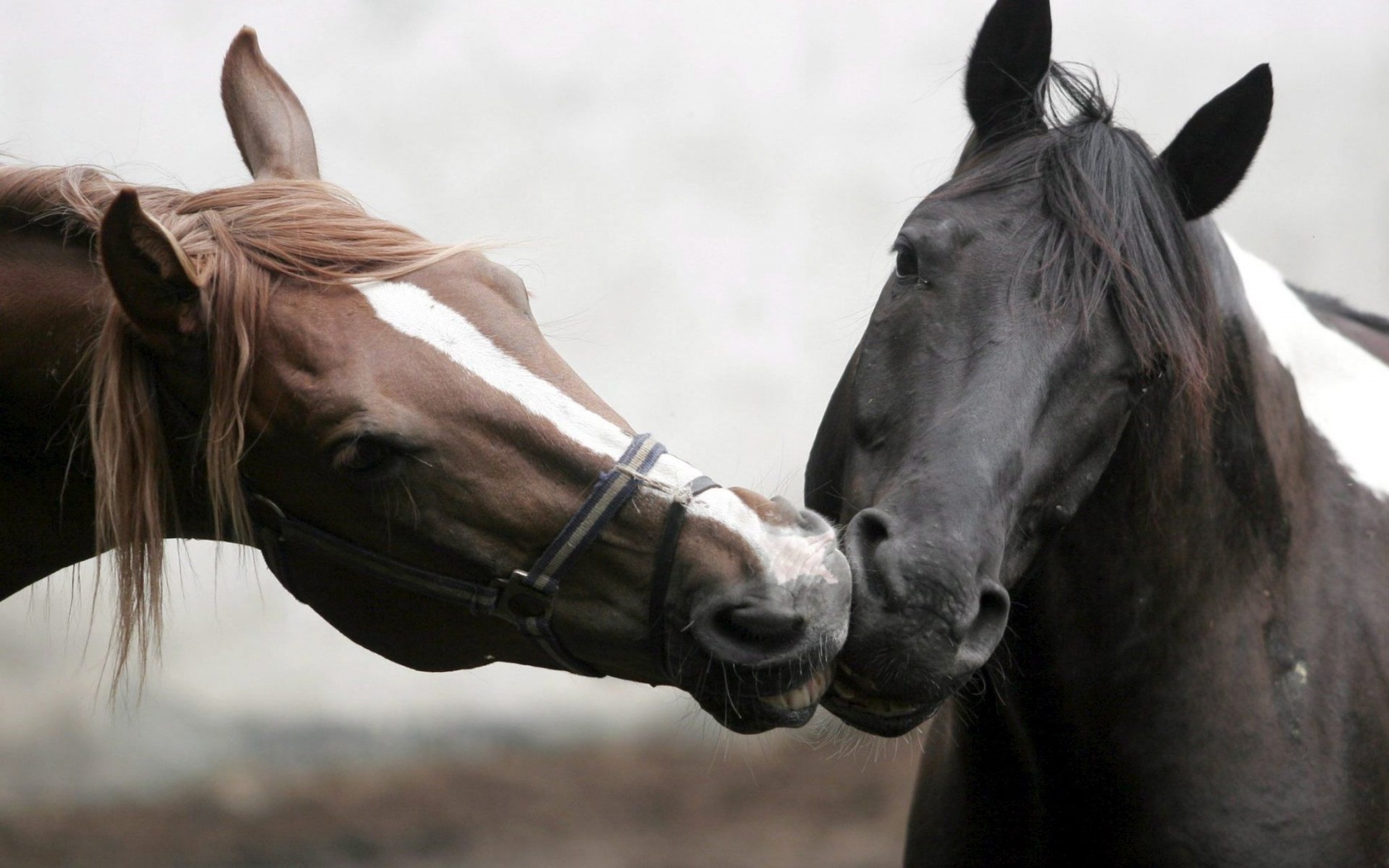 Horse Head Love