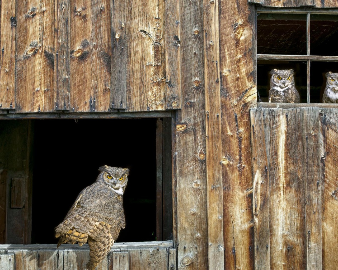 House Owl Window Barred Owl Strix Varia