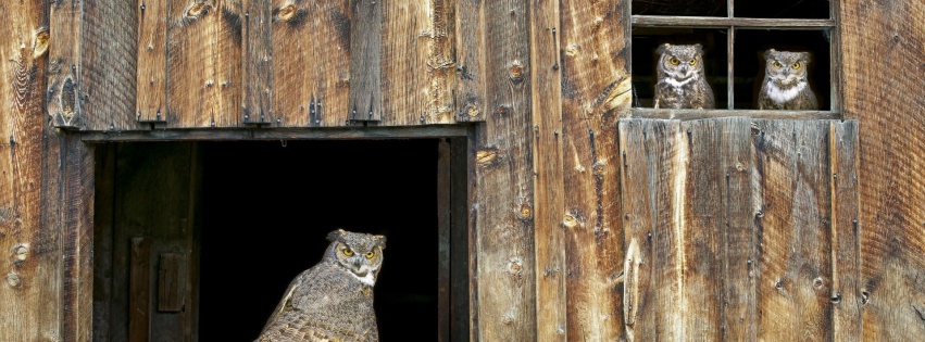 House Owl Window Barred Owl Strix Varia