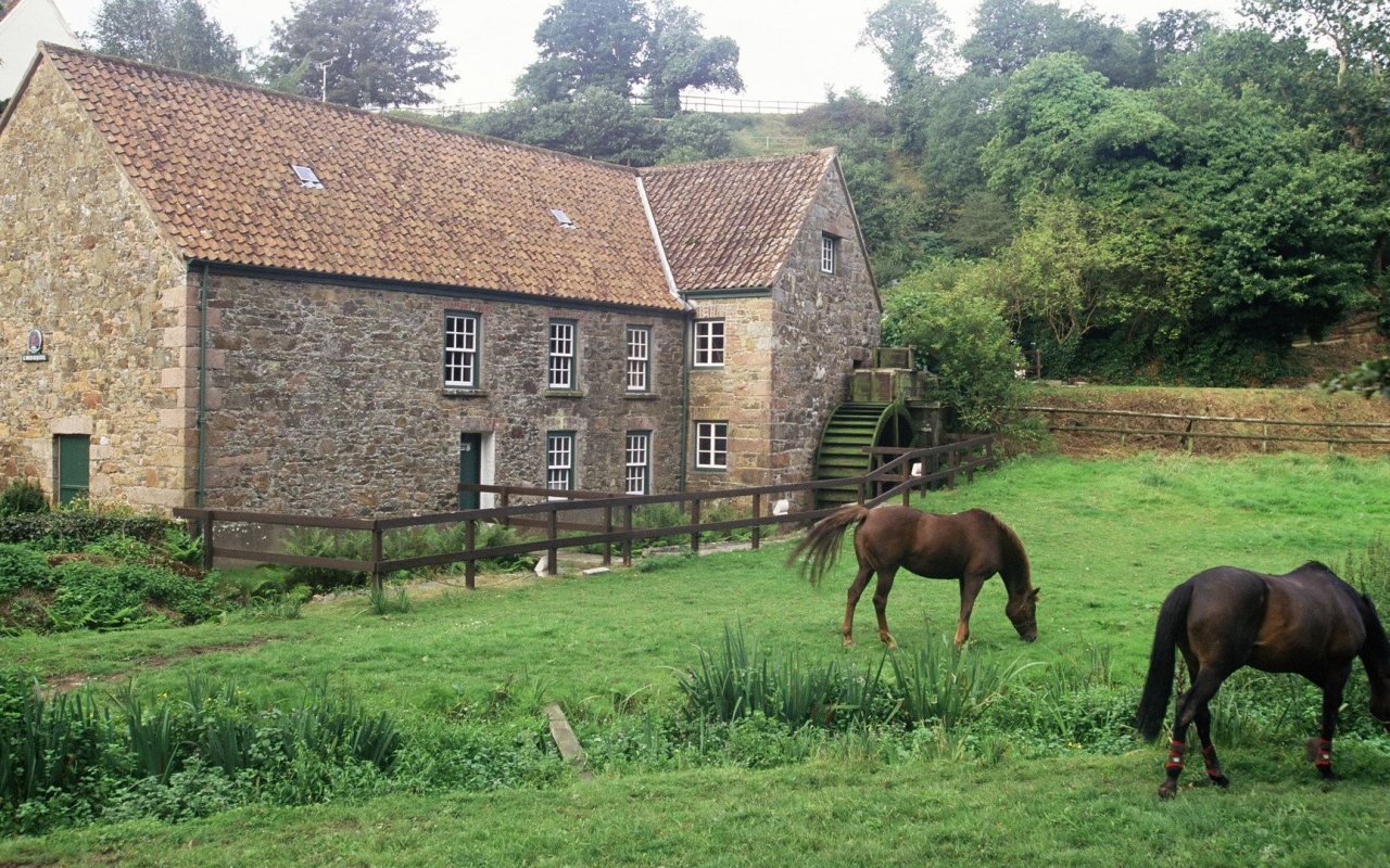 House Pasture Horse Grass Channel Islands