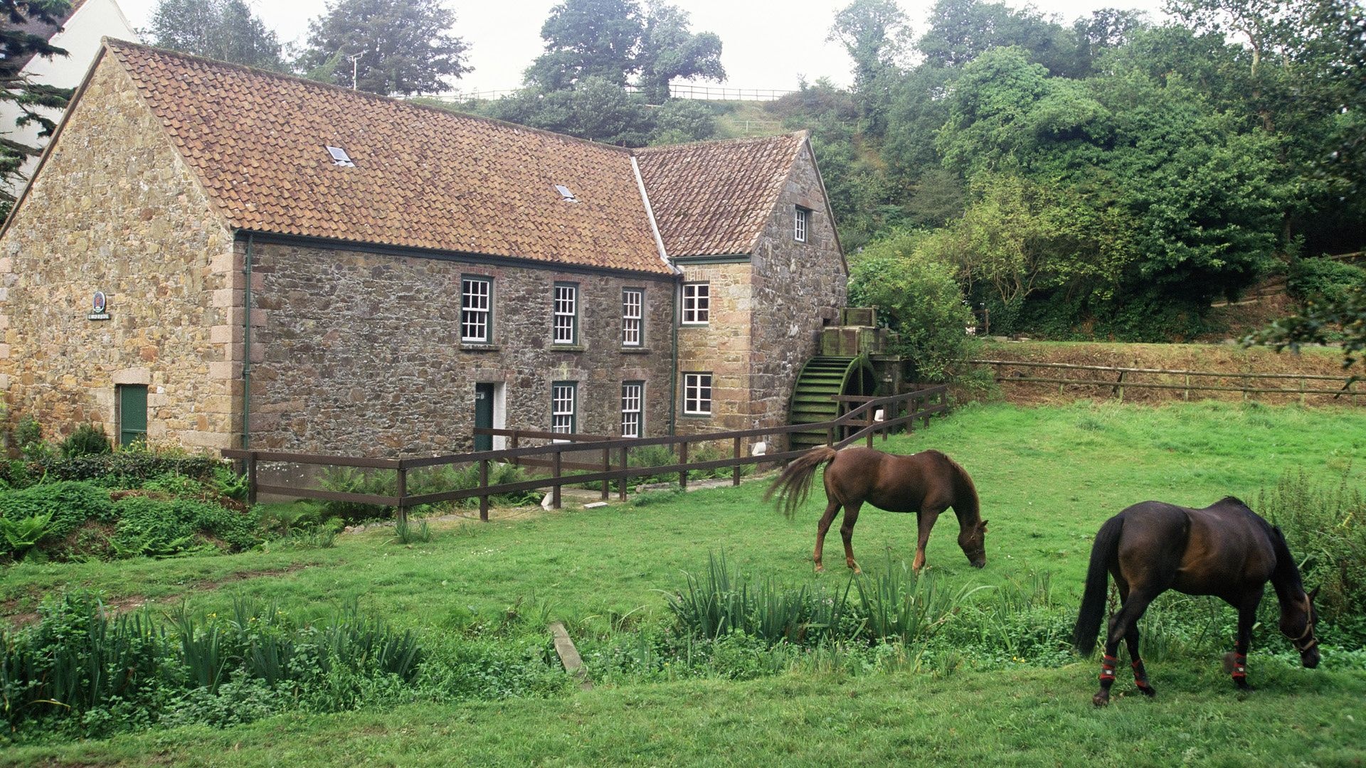 House Pasture Horse Grass Channel Islands